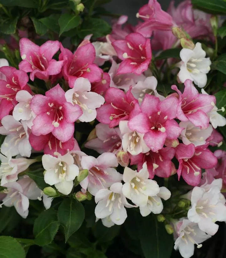 WEIGELA FLORIDA `CZECHMARK TRILOGY`