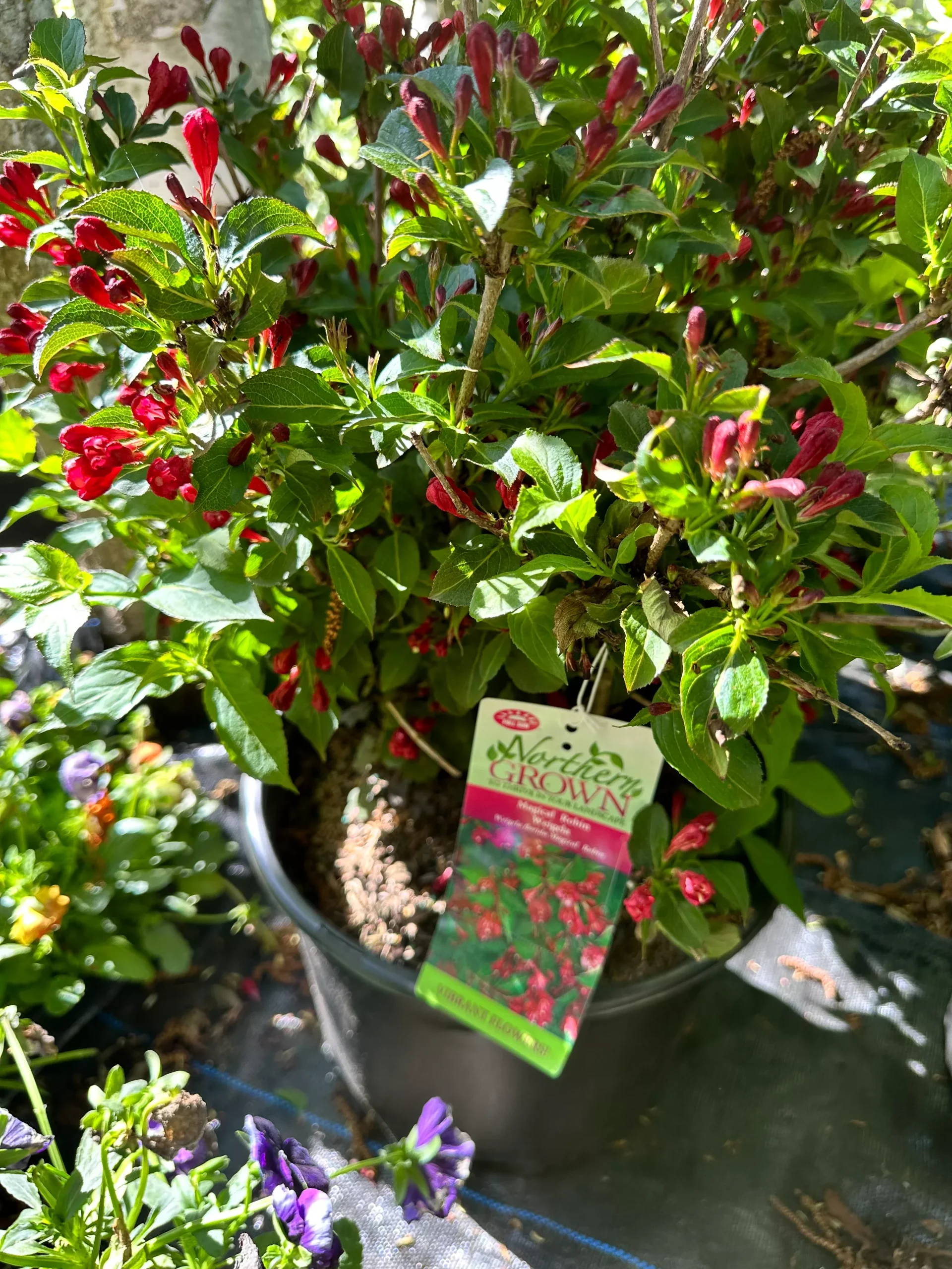 WEIGELA FLORIDA MAGICAL `ROBIN`