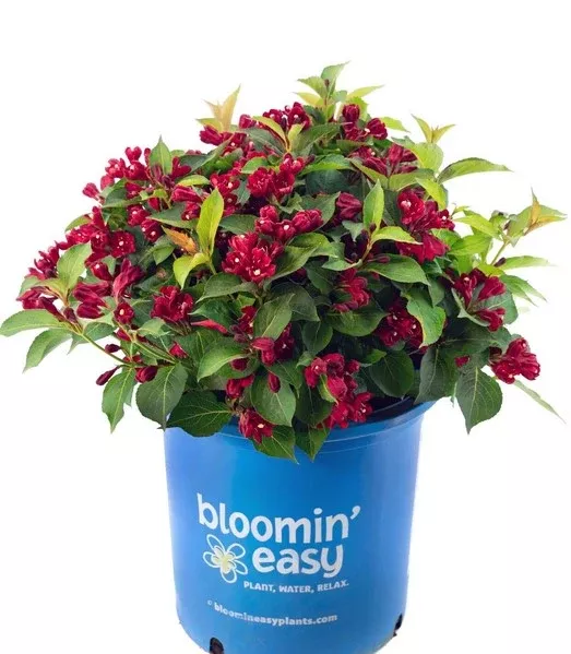 Weigela Maroon Swoon