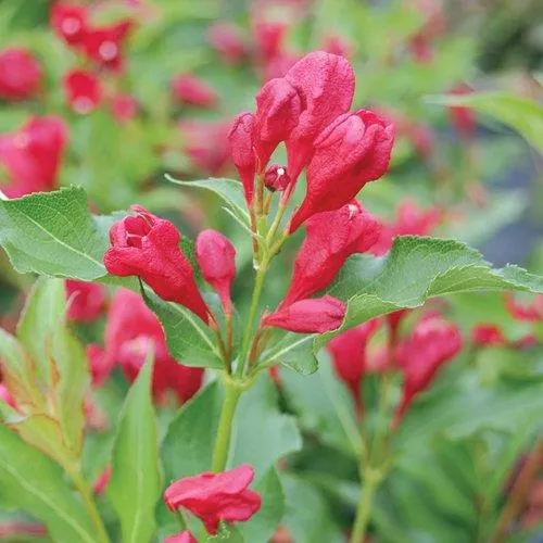 Weigela 'Sonic Bloom Red'
