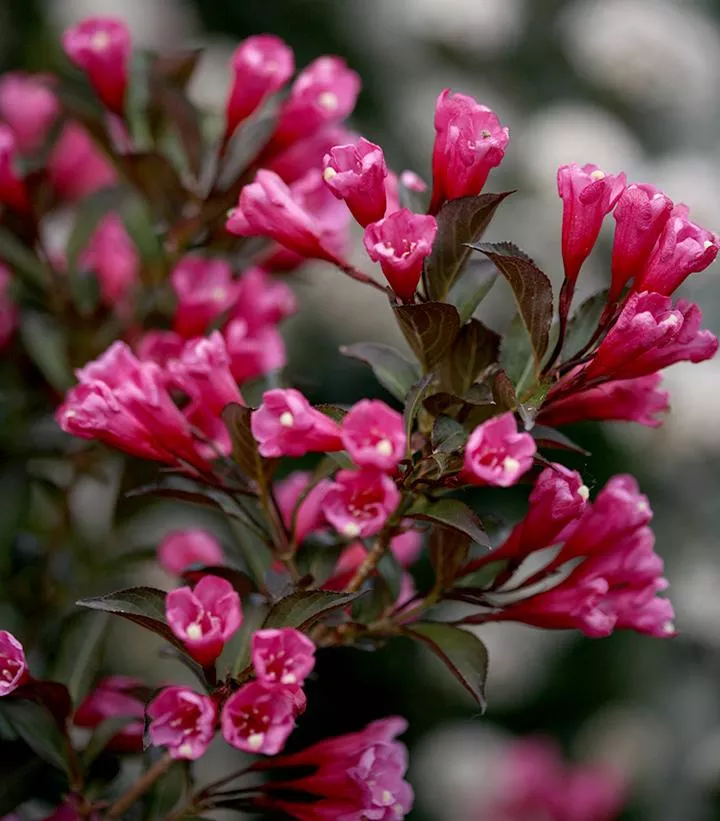 Weigela `Wine & Roses`