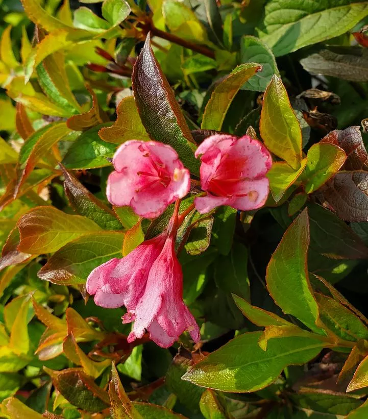 WEIGELA X `STROBE`