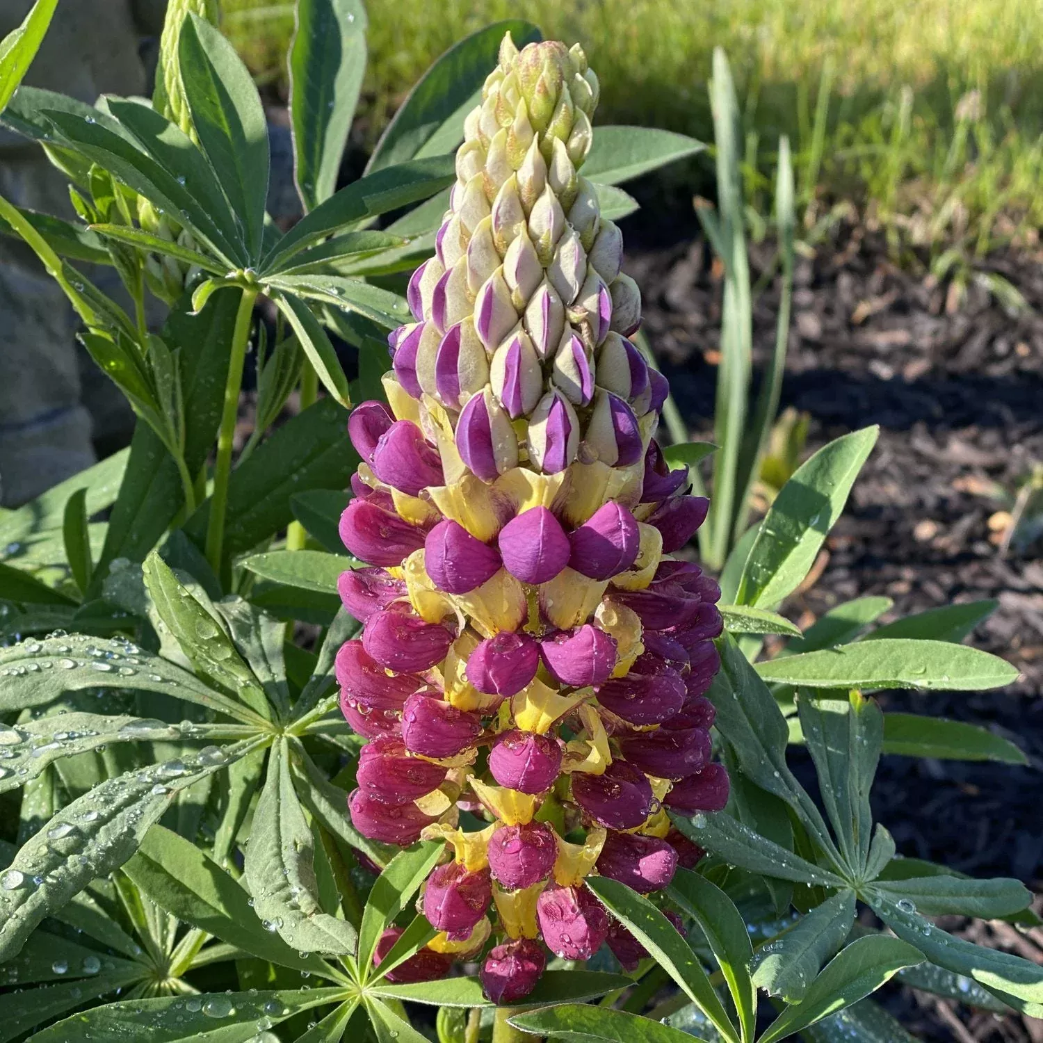 Westcountry™ 'Manhattan Lights' Lupine (Lupinus)