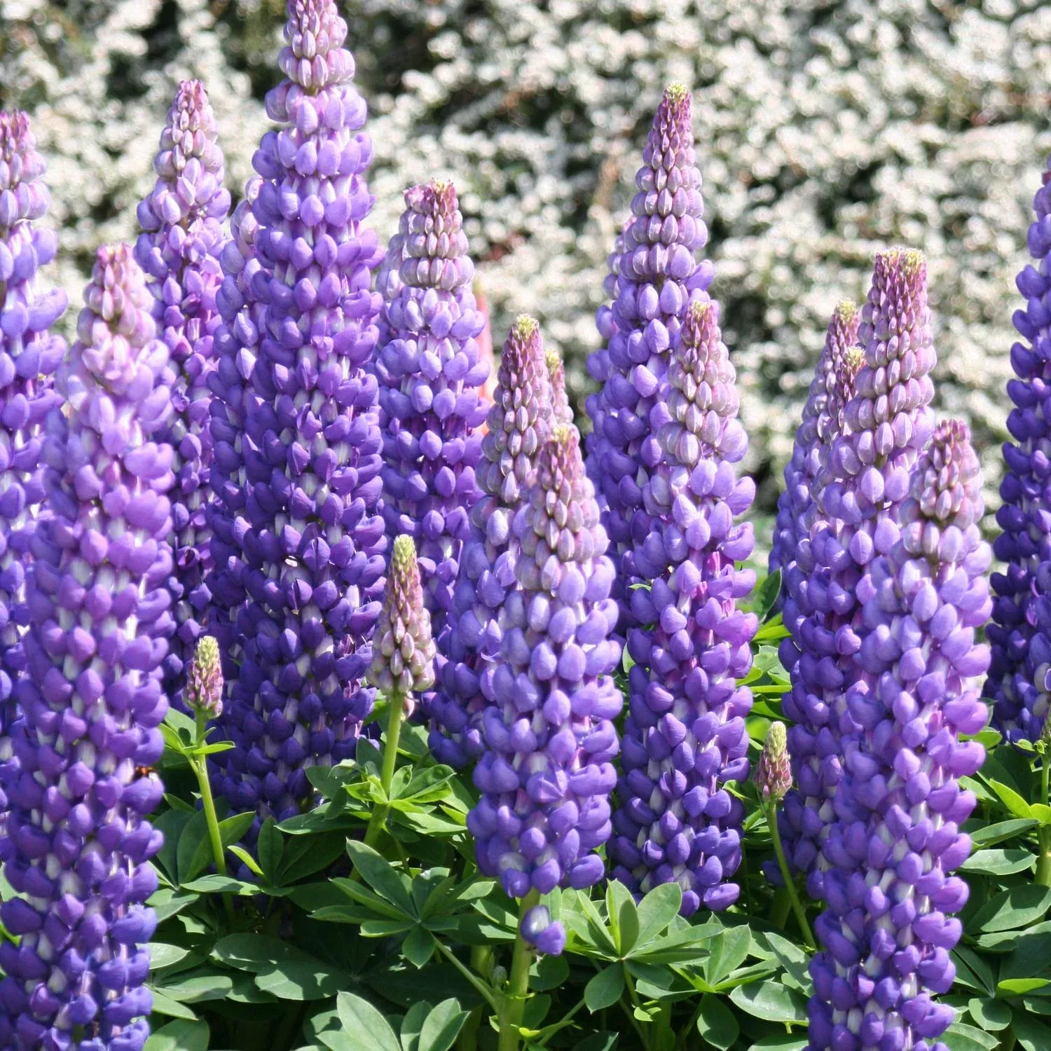 Westcountry™ 'Persian Slipper' Lupine (Lupinus)
