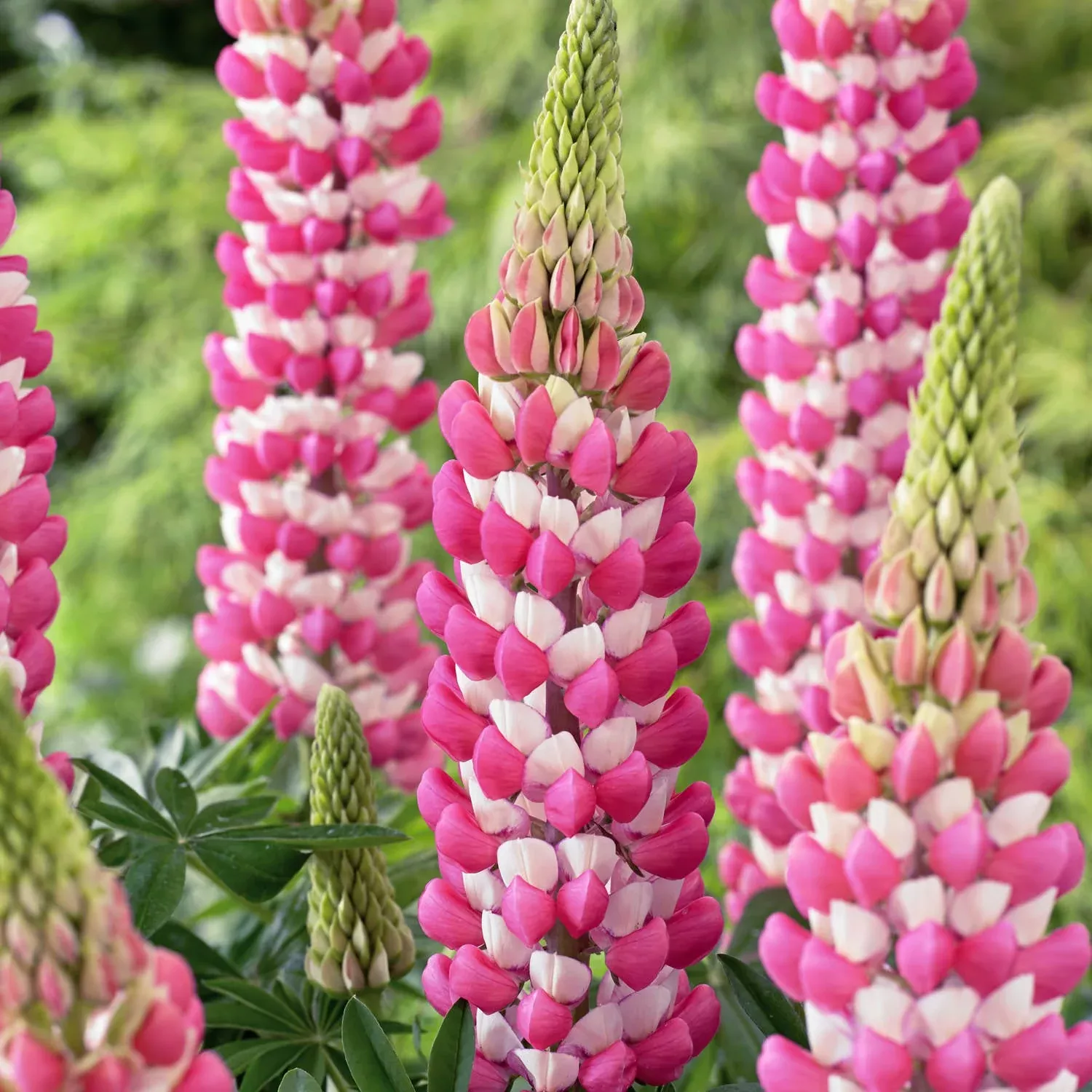 Westcountry™ 'Rachel De Thame' Lupine (Lupinus)