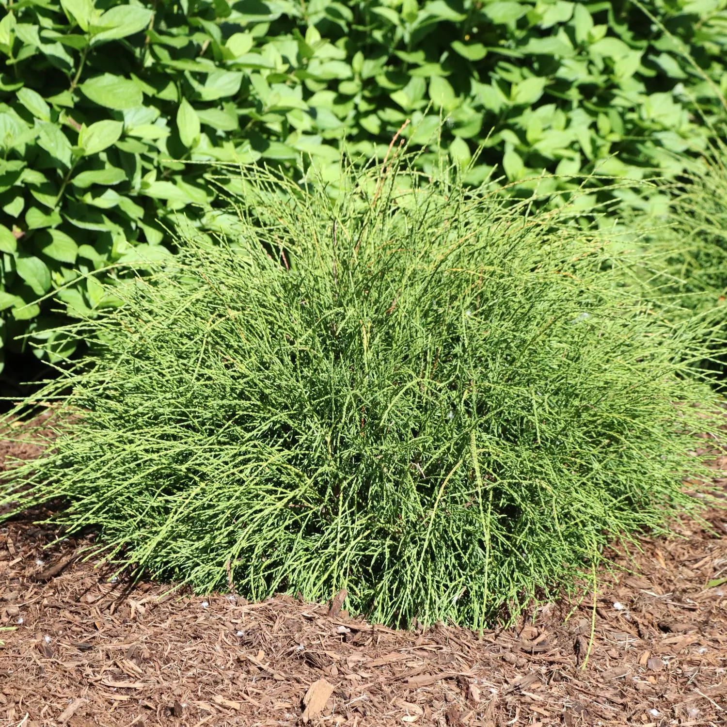 Whip It Good Arborvitae (Thuja)
