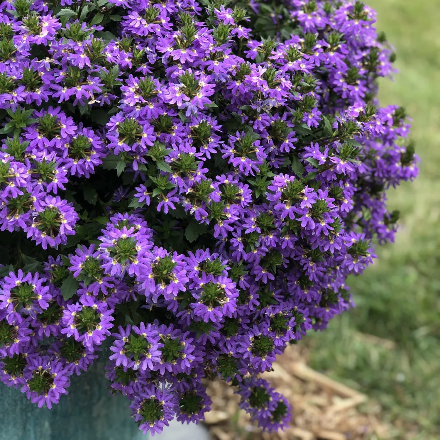 Whirlwind Blue Fan Flower (Scaevola)