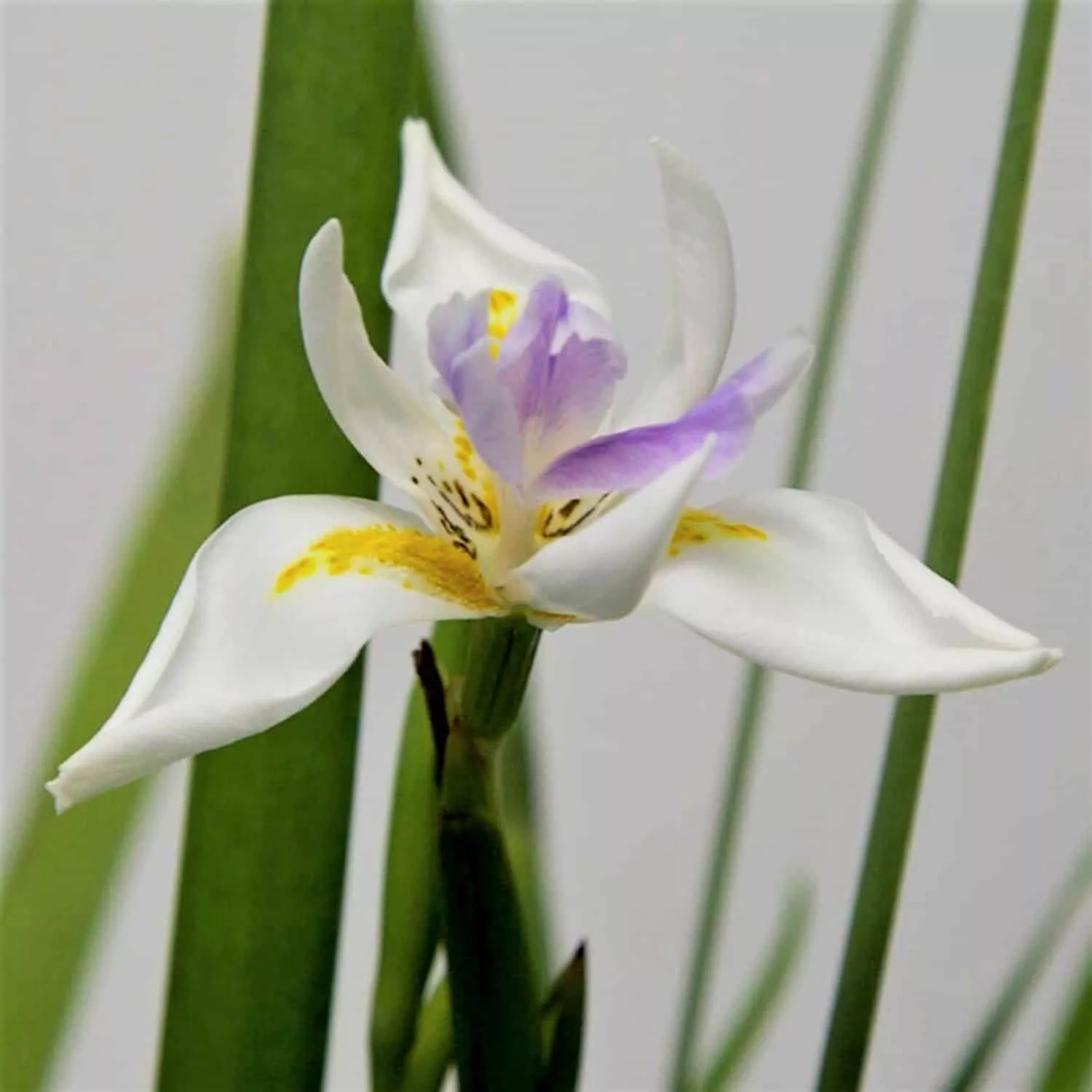 White African Iris