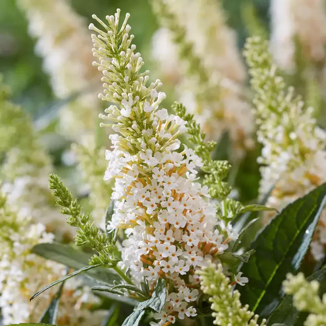 White Butterfly Bush | Pixies Gardens