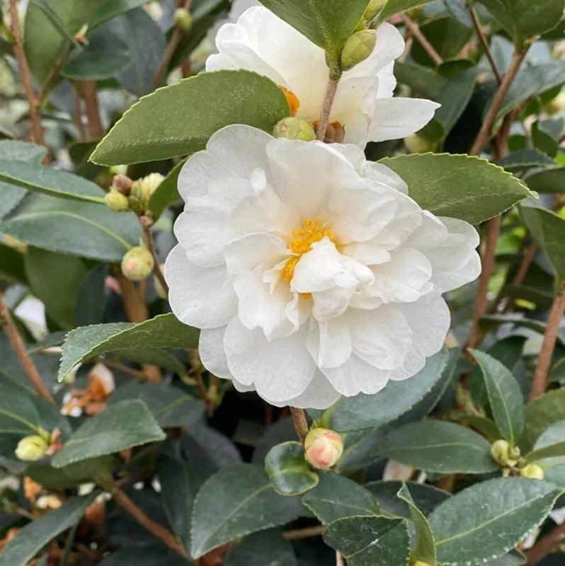 White Camellia Live Plant – Ornamental Flowering Shrub in 4 Inch Pot – 10-14 Inches Tall