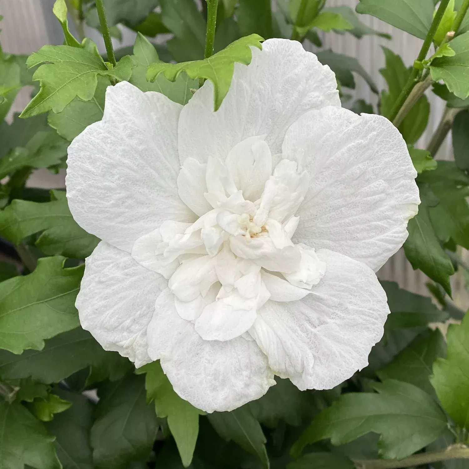 White Chiffon Rose of Sharon (Hibiscus)