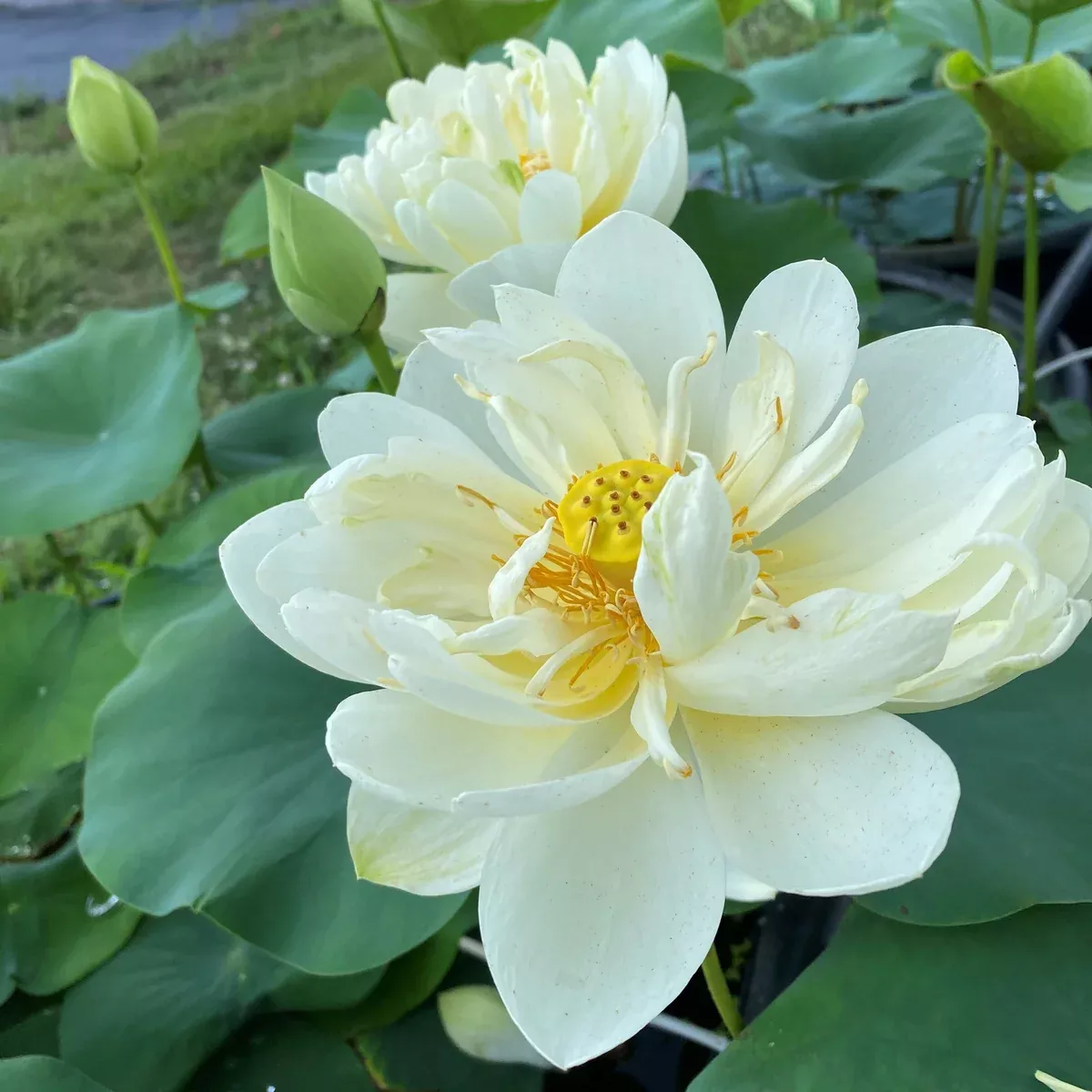 White Chrysanthemum