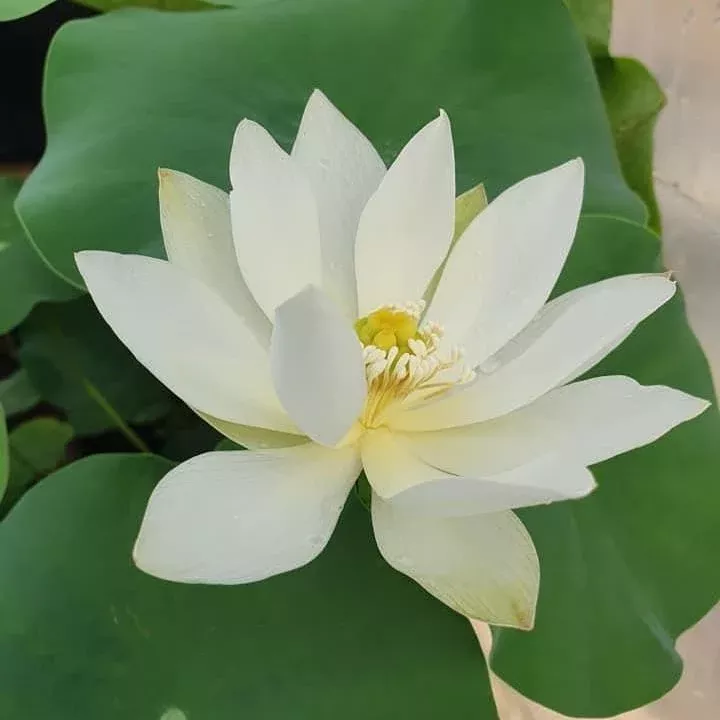 White Crane - Tiny Elegant Simplicity