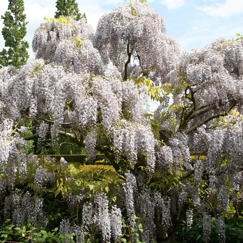 White Flowering Wisteria