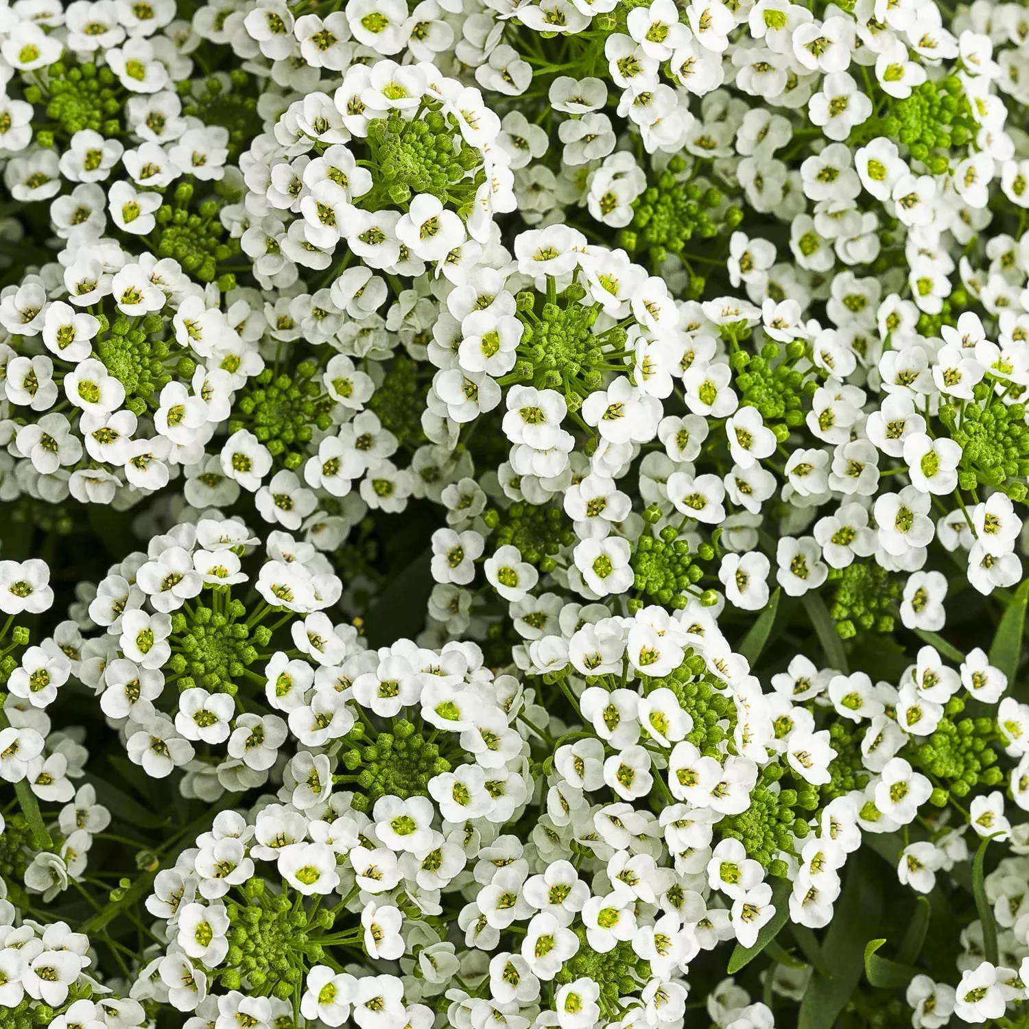 White Knight II Sweet Alyssum (Lobularia)