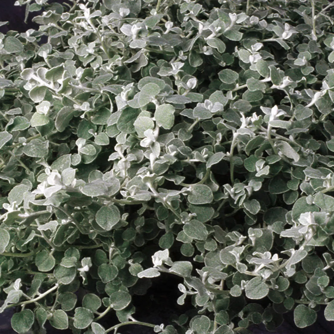 White Licorice Licorice Plant (Helichrysum)