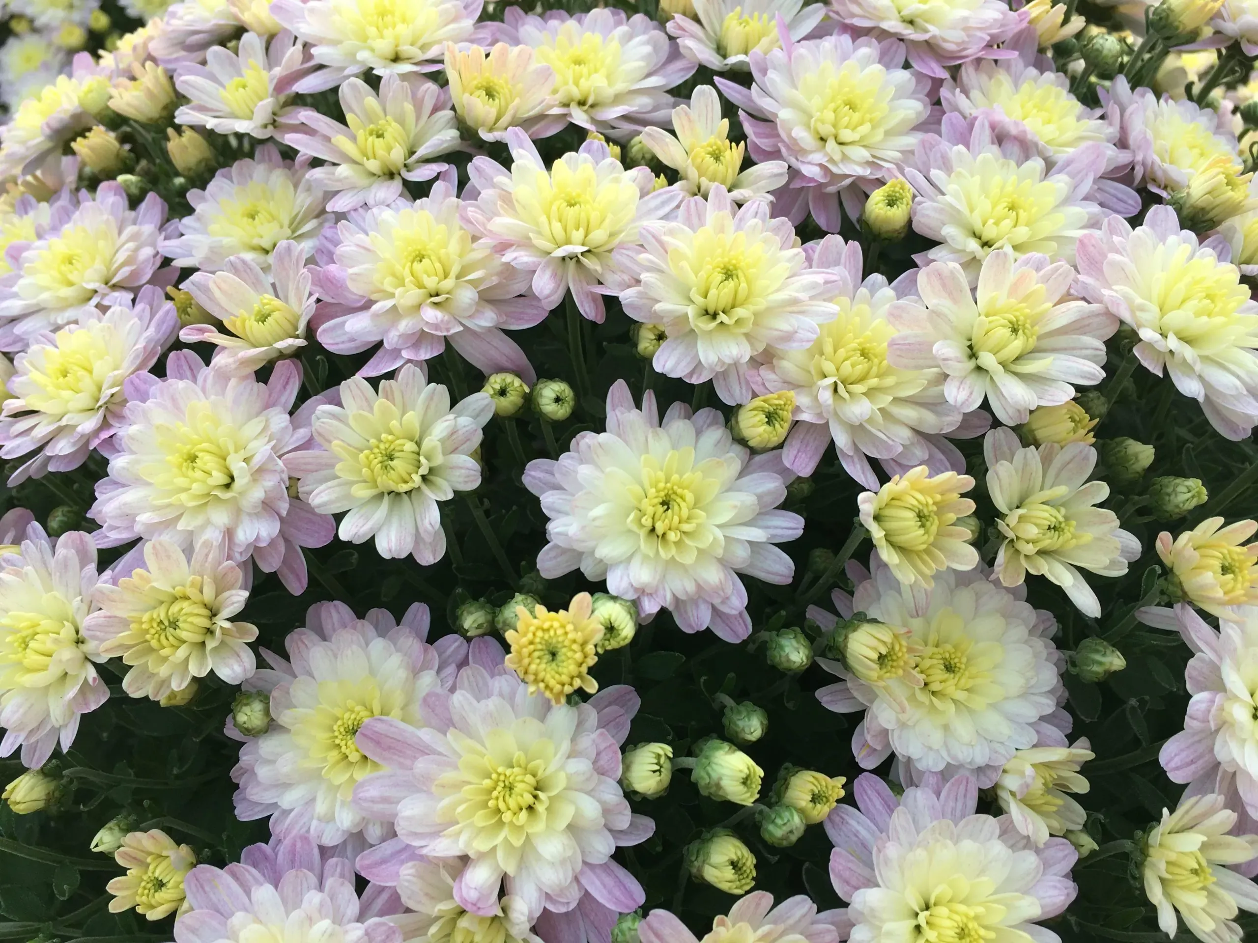 White Mum