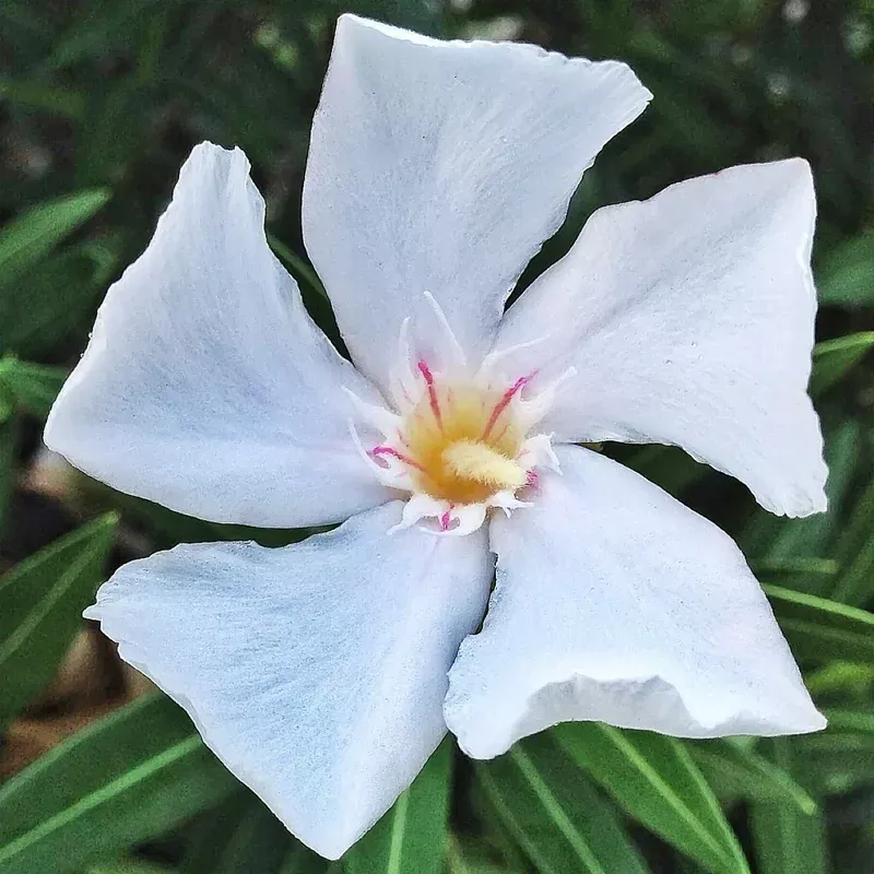 White Oleander Unrooted Cuttings – 7 Pack, 6 inch Live Plant Shrub