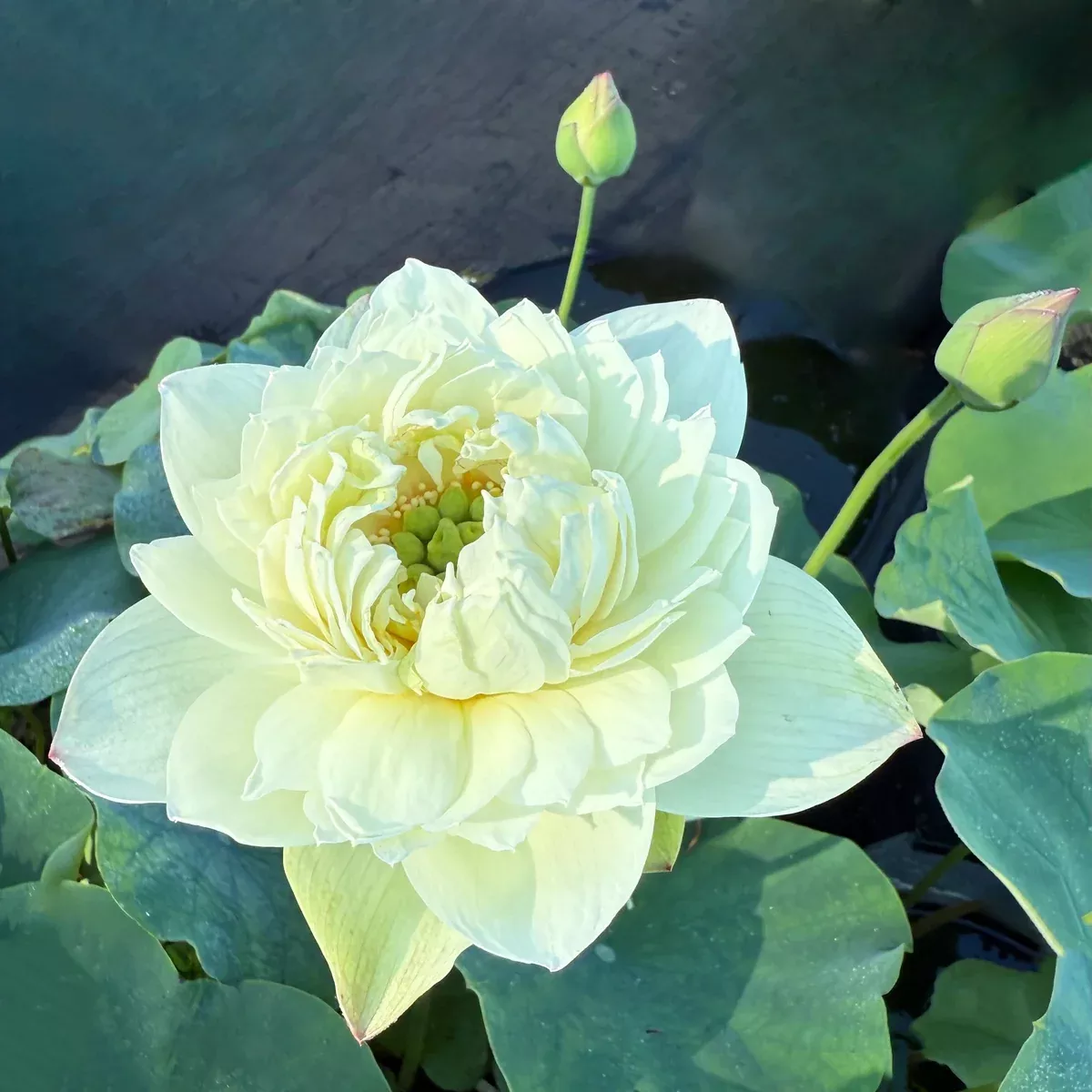 White Pear Flower Mini Lotus--BIG Flowers!