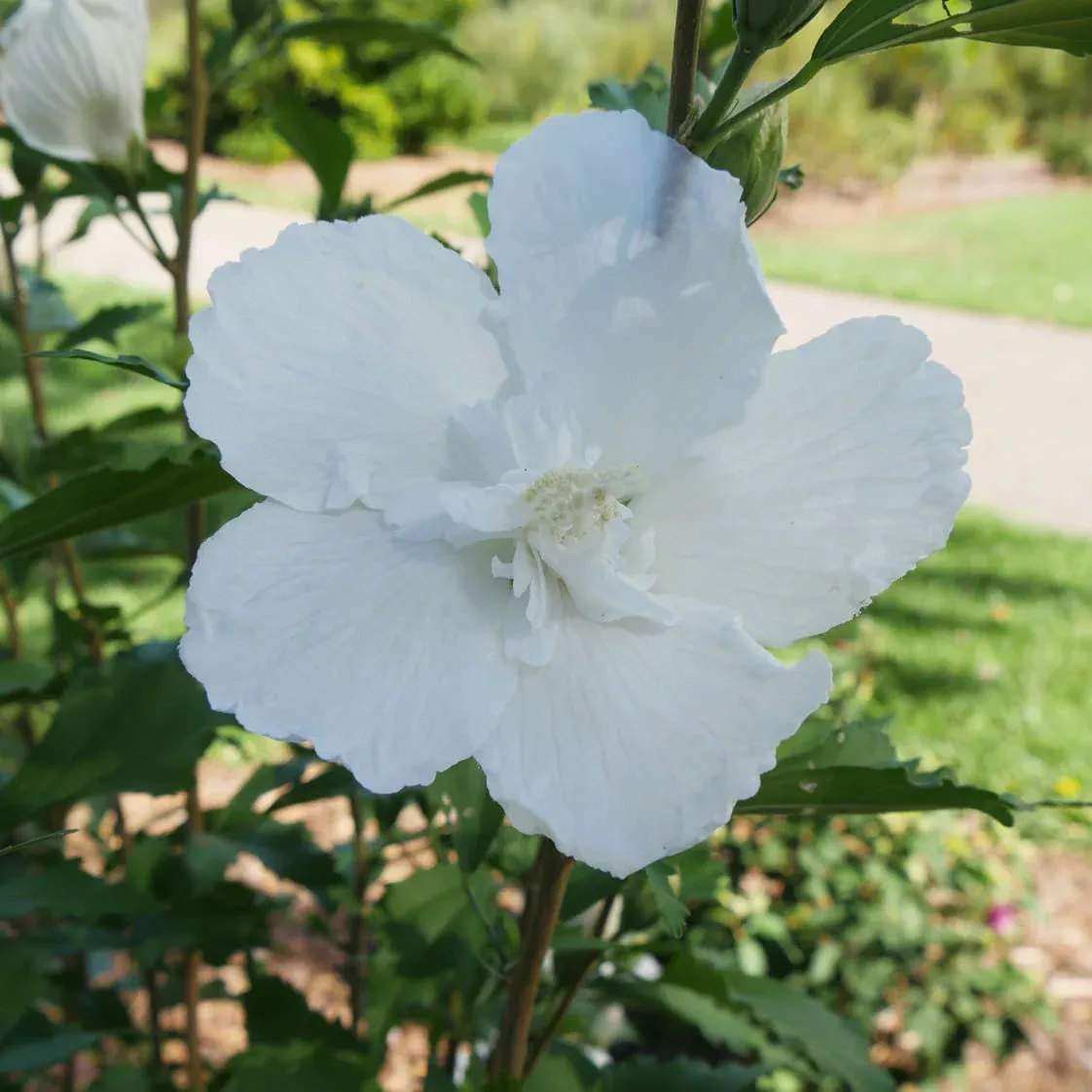 White Pillar Rose of Sharon (Hibiscus)
