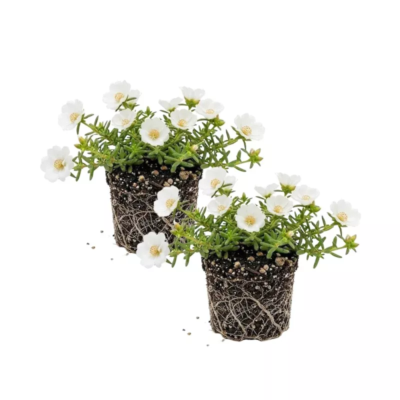 White Portulaca Live Plants (2-Pack) 4-7” Tall – Moss Rose Succulent Outdoor