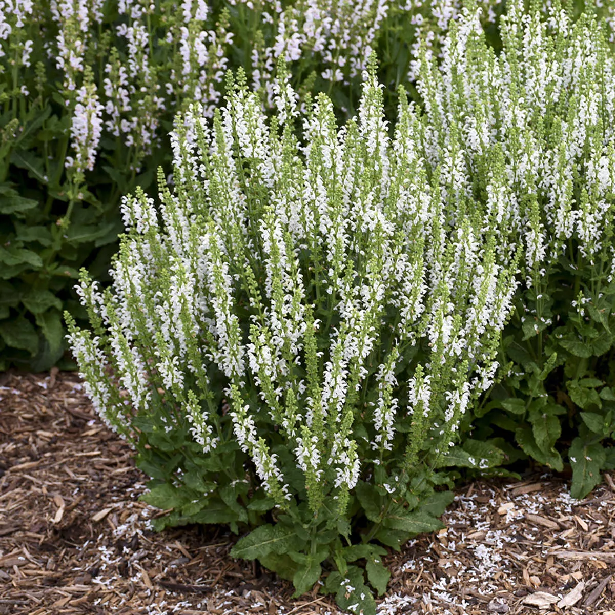 'White Profusion' Perennial Salvia