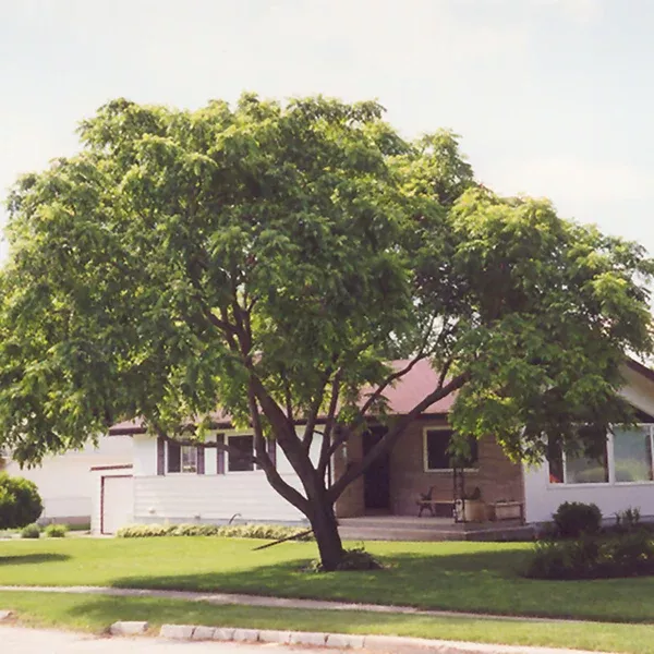 White Walnut