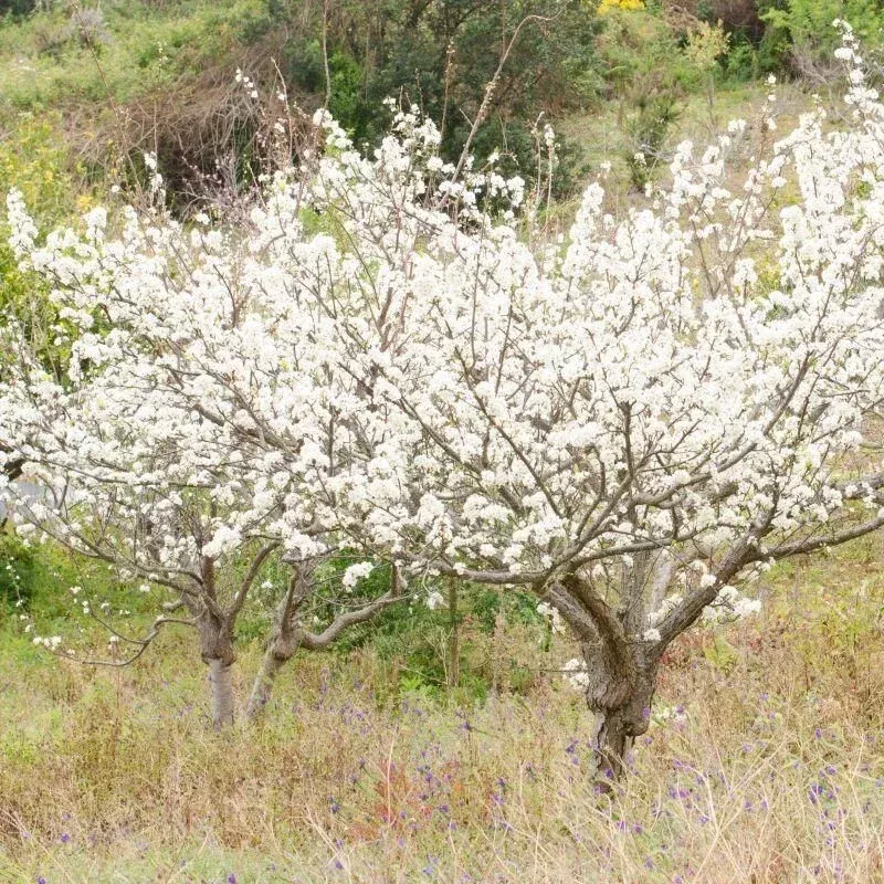Wild Plum Cuttings (Prunus americana) – Set of 12 Unrooted for Planting