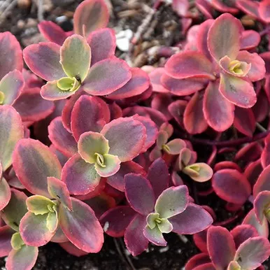 Wildfire Sedum