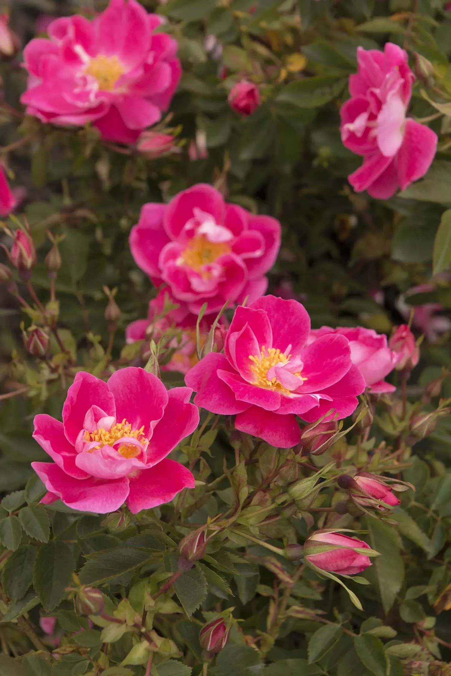 William Baffin Climbing Rose