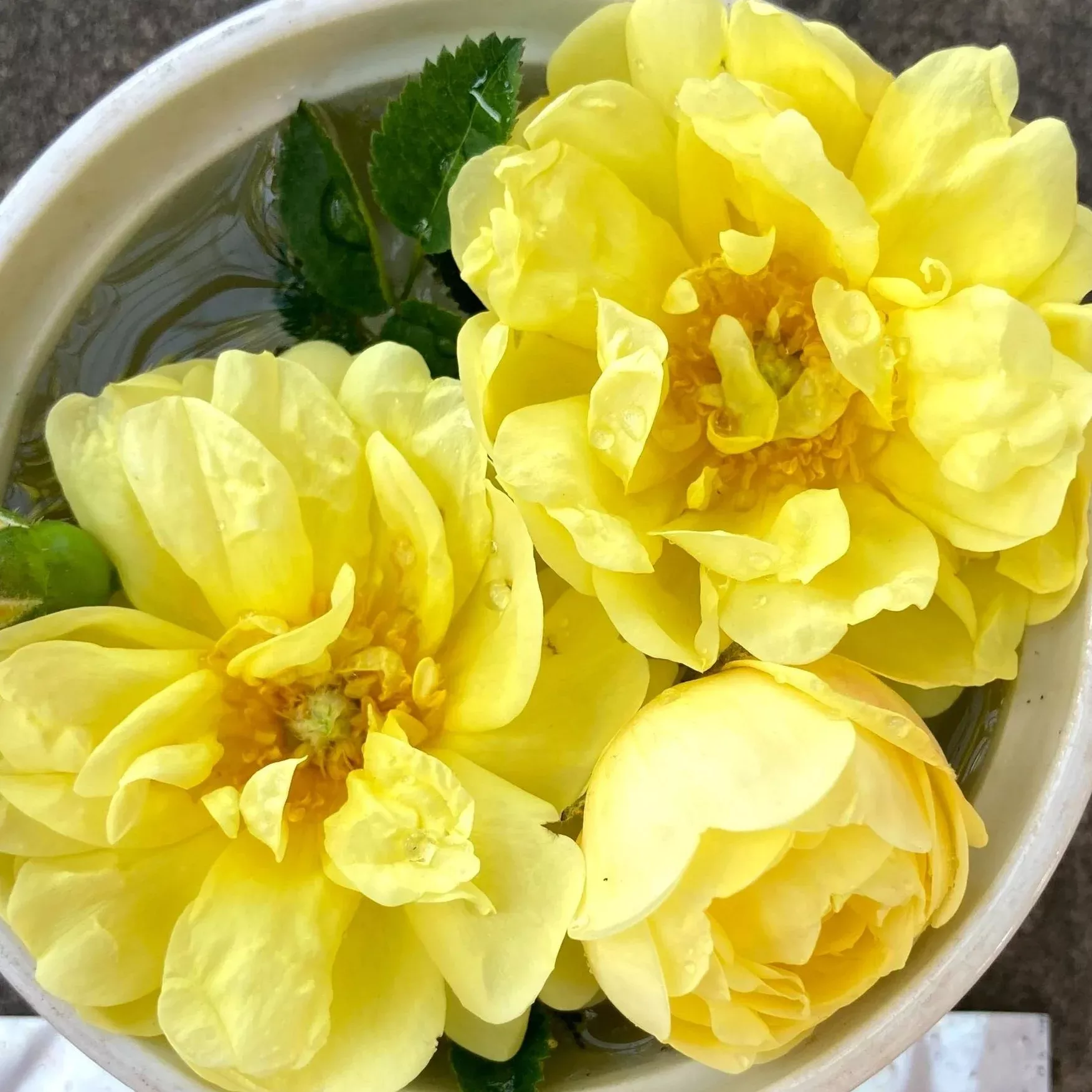 William's Double Rose