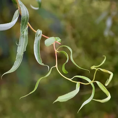Willow - Red Twisted Willow