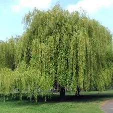 Willow, Weeping Willow