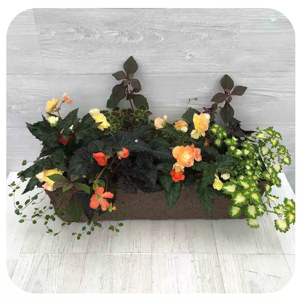Window Box - Shade Mix with Wizard Jade Coleus
