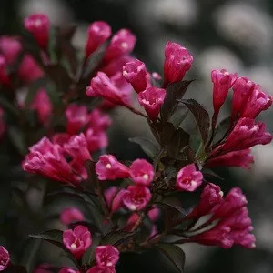 Wine & Roses Weigela