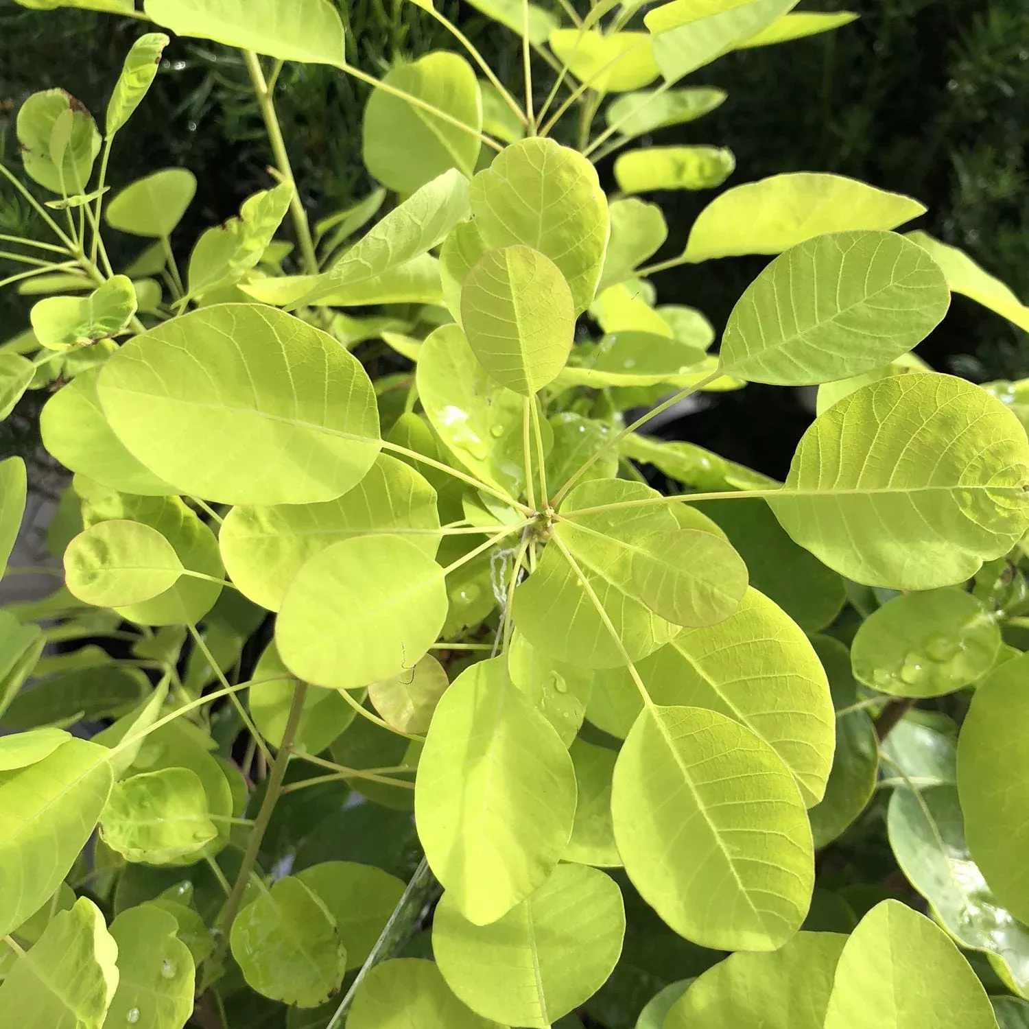 Winecraft Gold Smokebush (Cotinus)