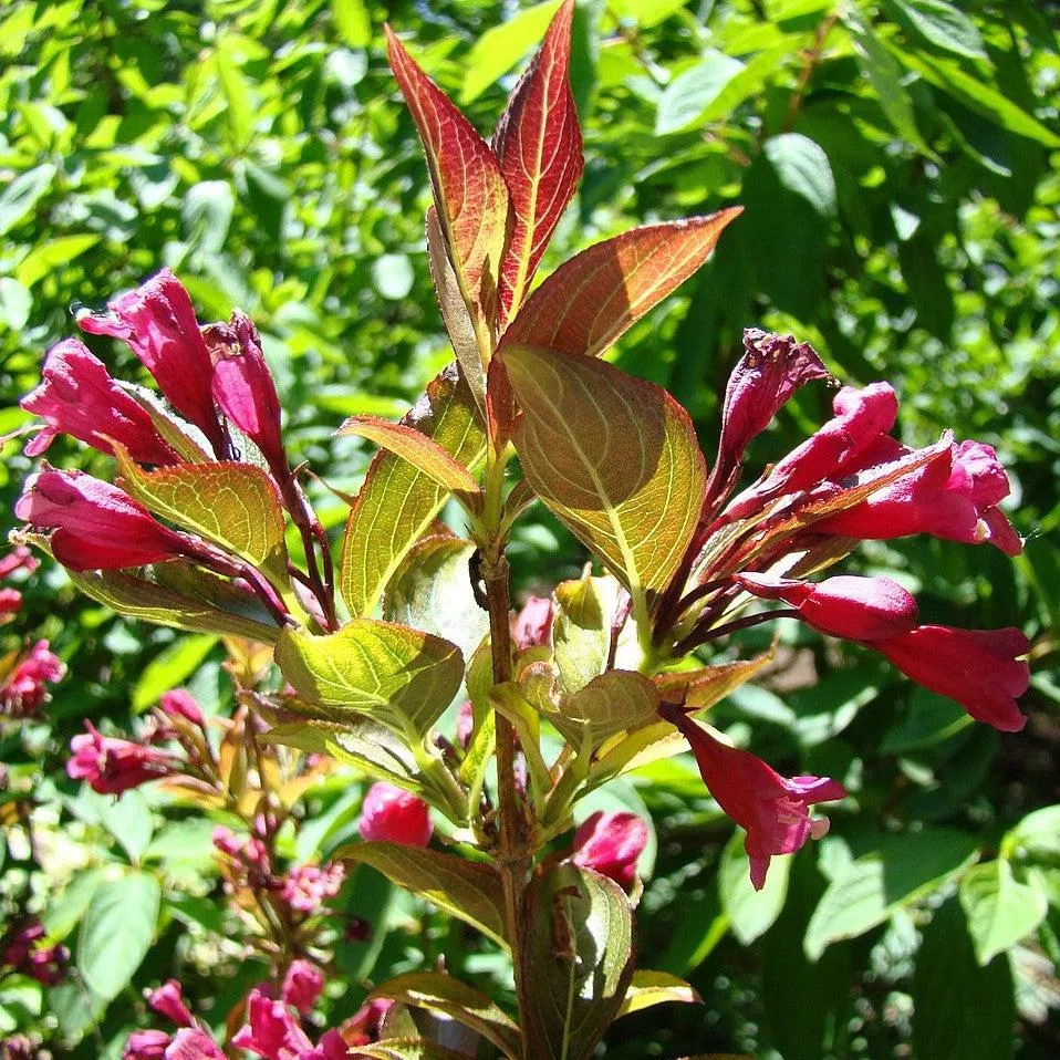 Wings of Fire Weigela