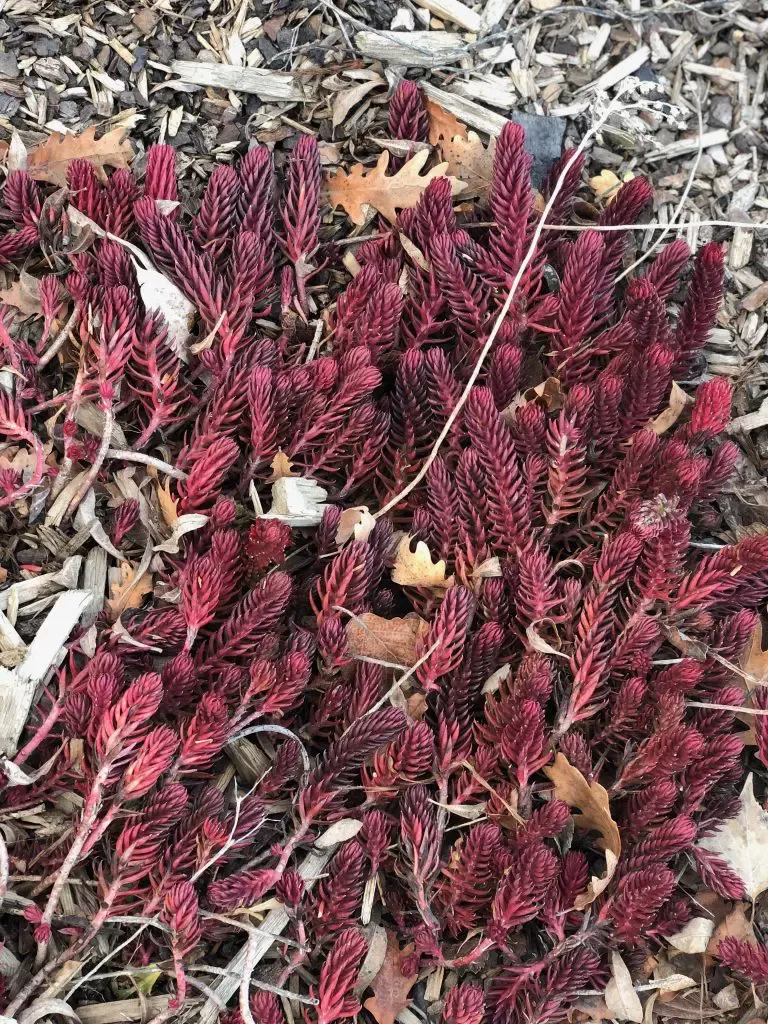 Winter Fire Sedum