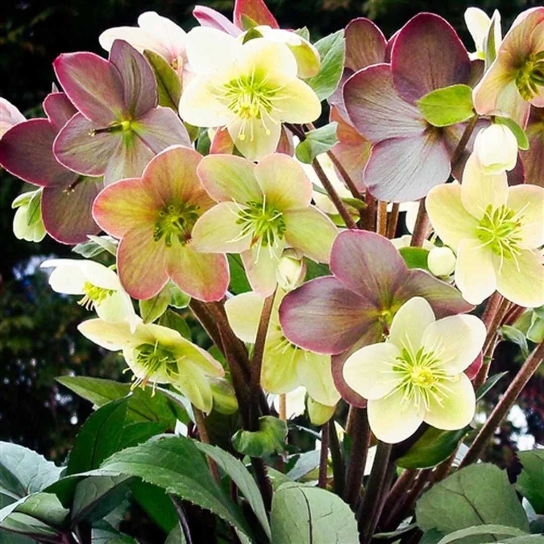 Winter Magic Candy Love Lenten Rose | Pixies Gardens