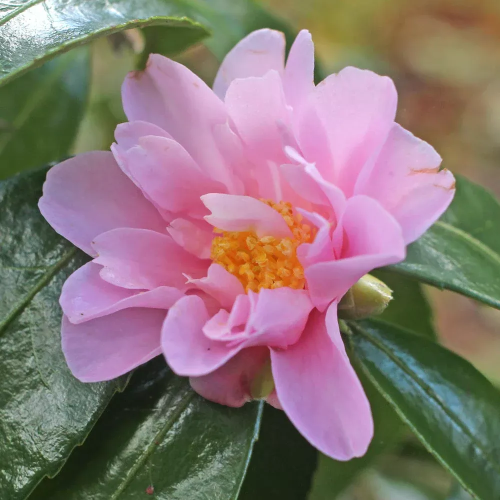 Winters Charm Camellia | Pixies Gardens