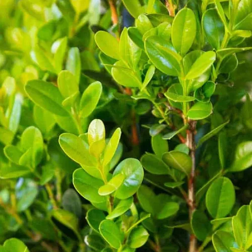 Winterstar Boxwood