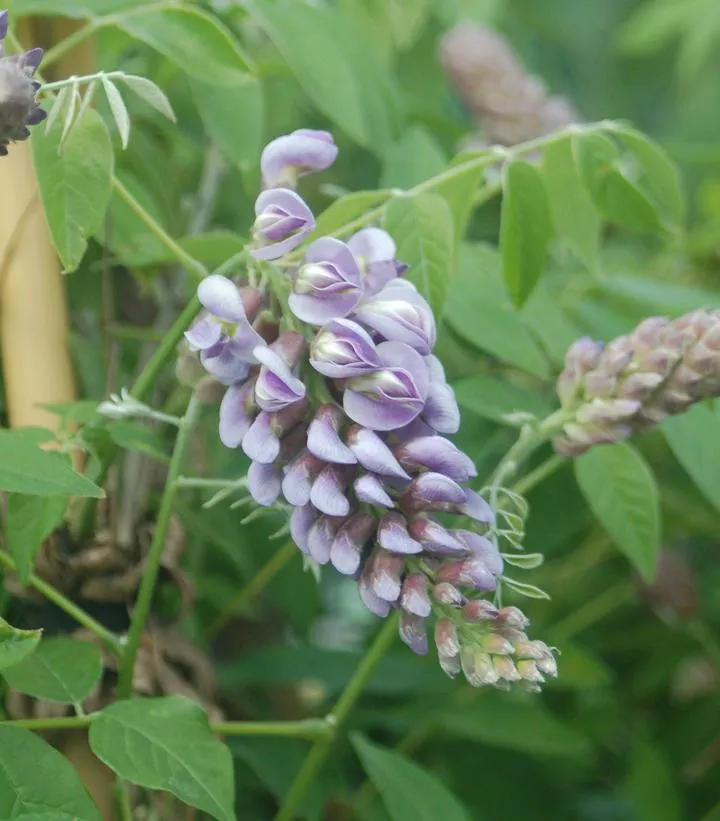 Wisteria Frutescens `Amethyst Falls`