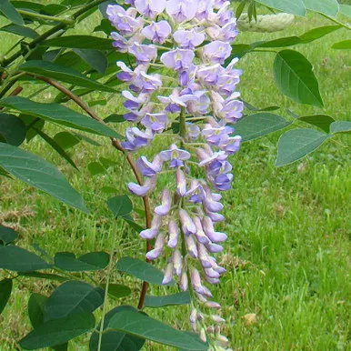 Wisteria Macrostachya `Blue Moon`