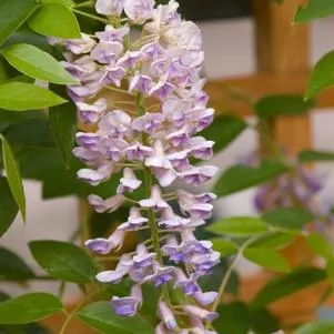 Wisteria macrostachya 'Summer Cascade'