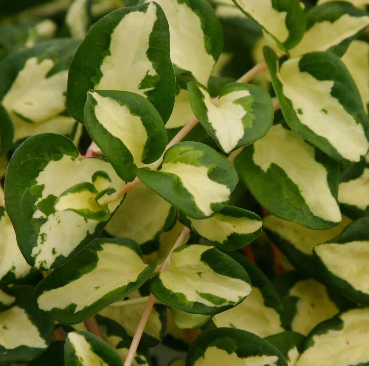 'Wojo's Jem' Vinca Vine (Vinca)