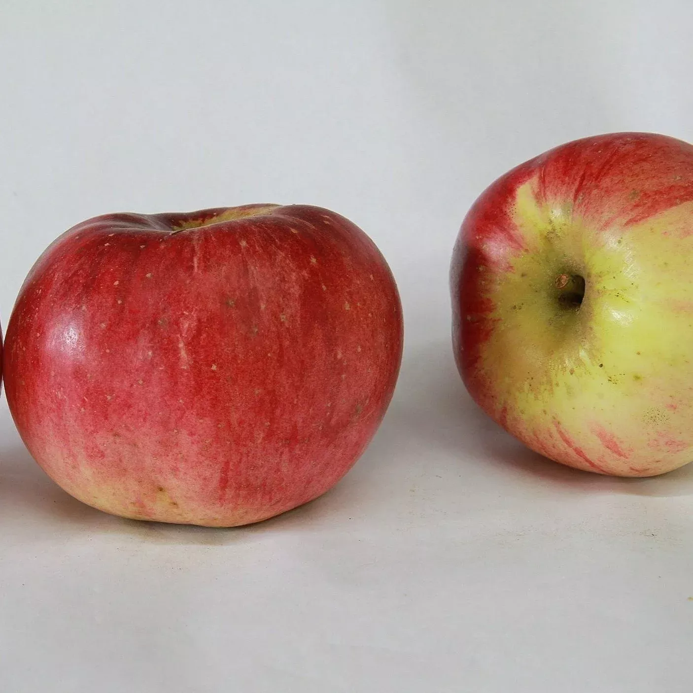 Wolf River Apple