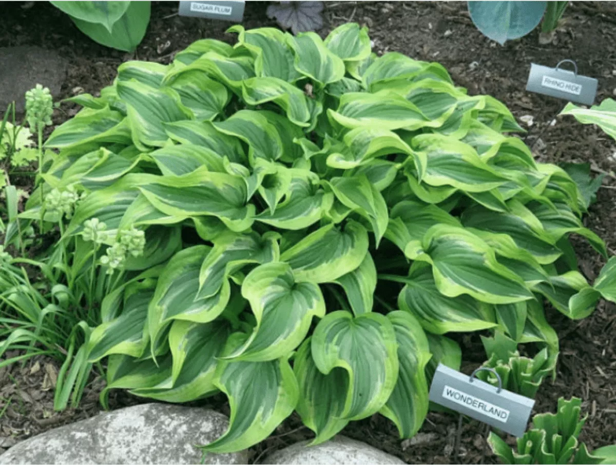 Wonderland Hosta