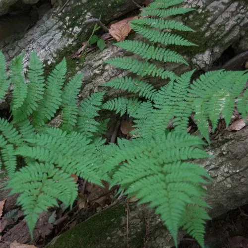 Wood Fern