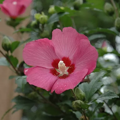 Woodbridge Rose of Sharon Std Tree
