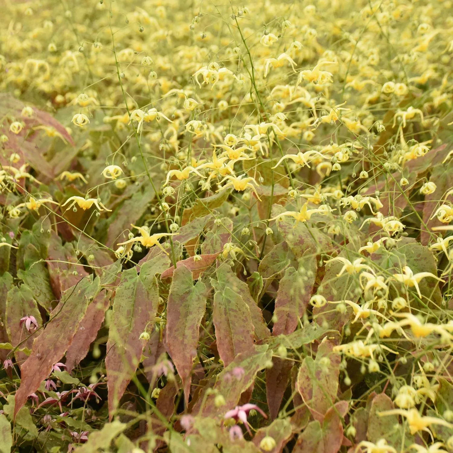 'Woodland Elf' Barrenwort (Epimedium)